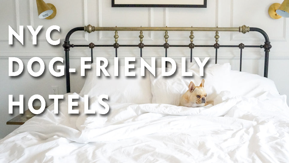 NYC Dog Friendly Hotels THE LIFE HOTEL Frenchie Bulldog