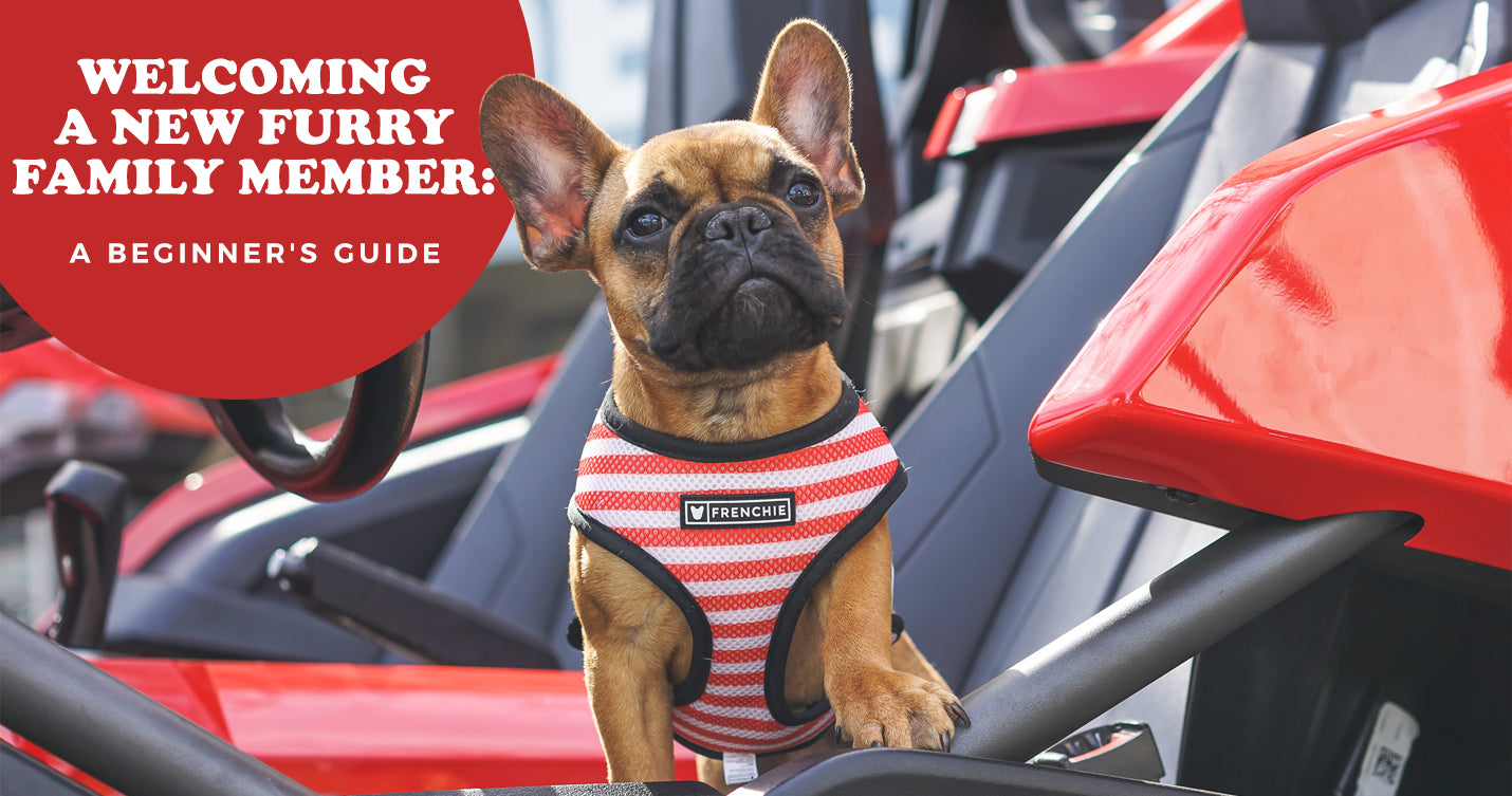 A Beginner's Guide To Welcoming A New Furry Family Member – Frenchie ...