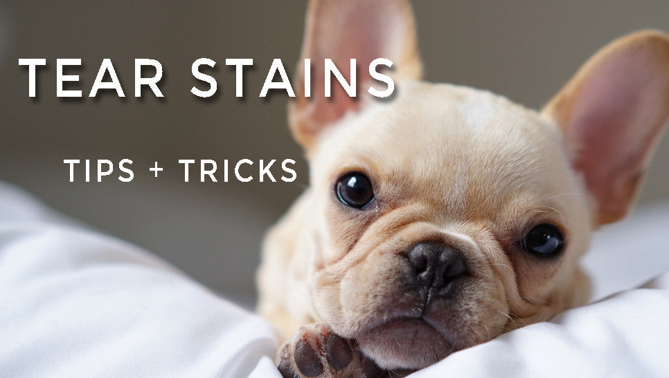 why do french bulldogs have tear stains? 2