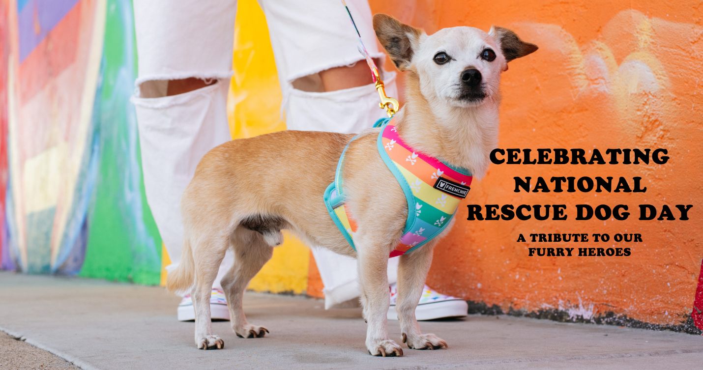 Celebrating National Rescue Dog Day A Tribute to Our Furry Heroes