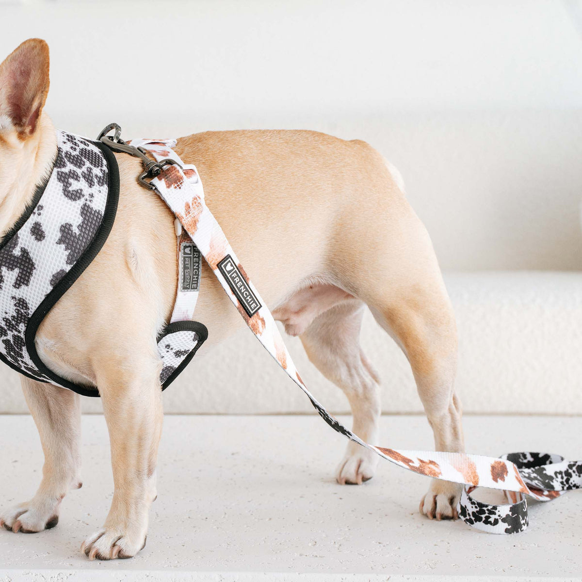 Orange Bubbles Pattern French Bulldog Harness – Aubenord