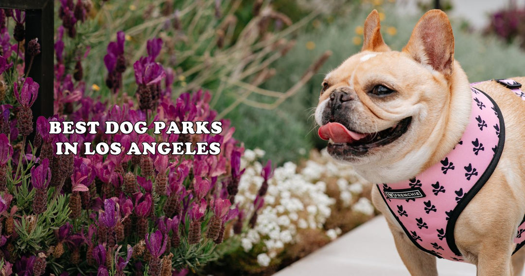 Best Dog Parks in Los Angeles