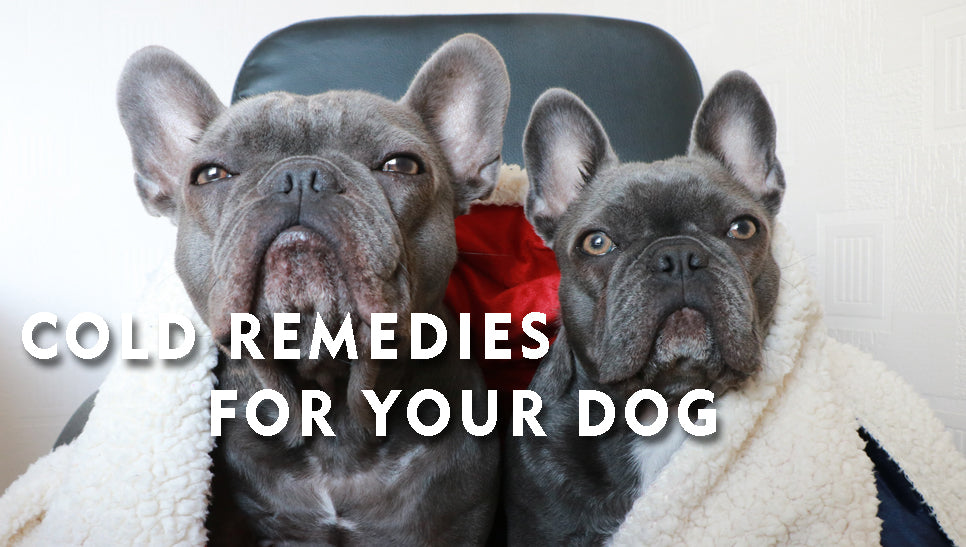Cold Remedies For Your Dog 🐶🤧