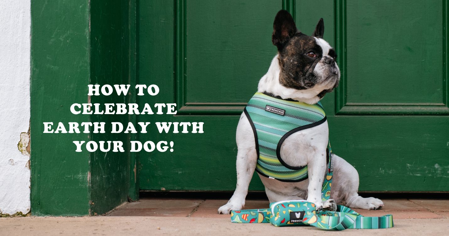 How To Celebrate Earth Day With Your Dog! – Frenchie Bulldog