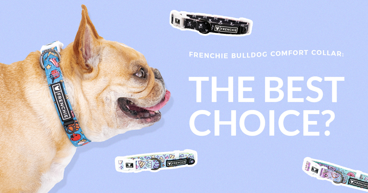 Frenchie Bulldog Comfort Collar: The Best Choice?