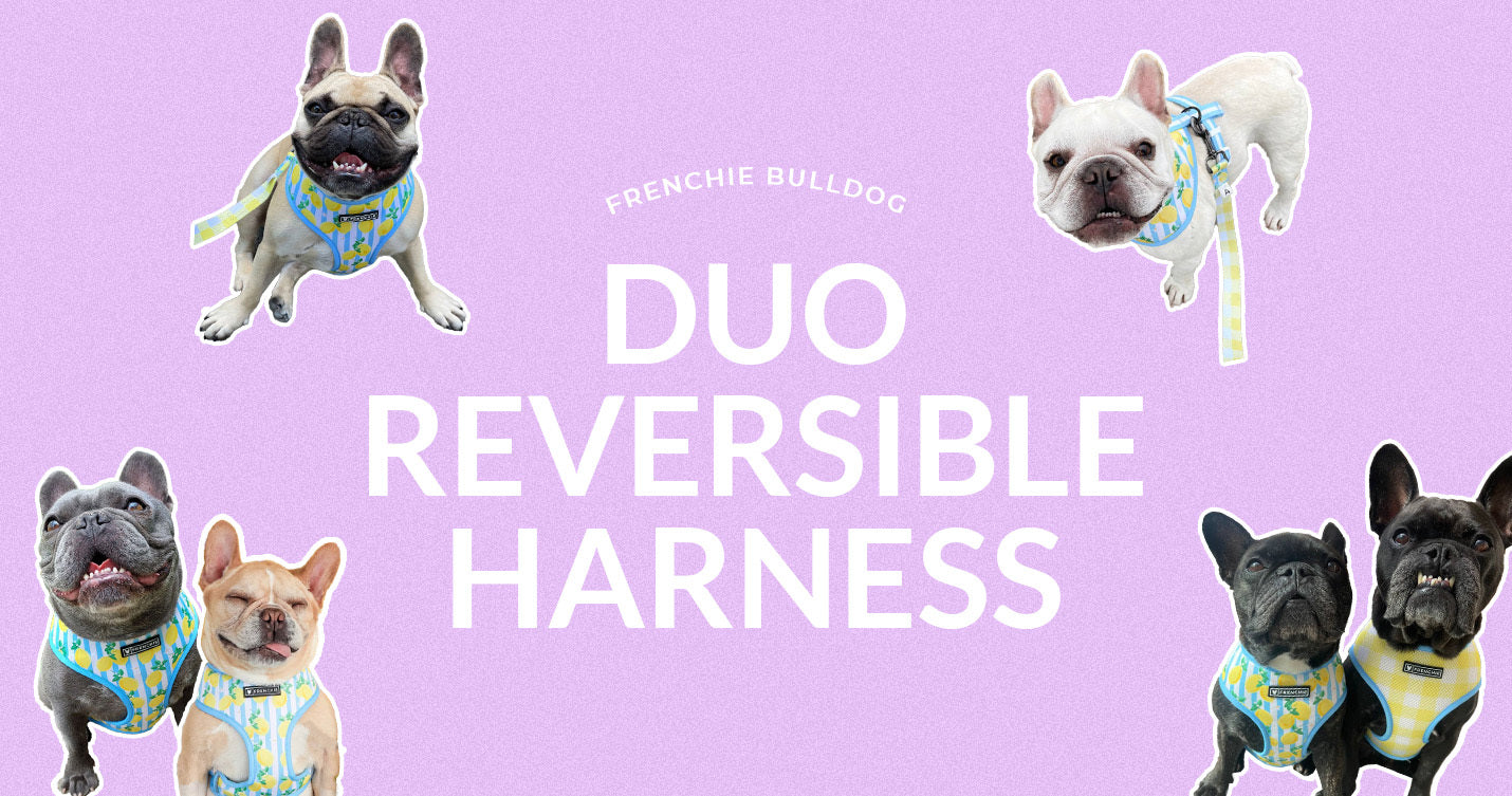 Frenchie Bulldog Duo Reversible Harness