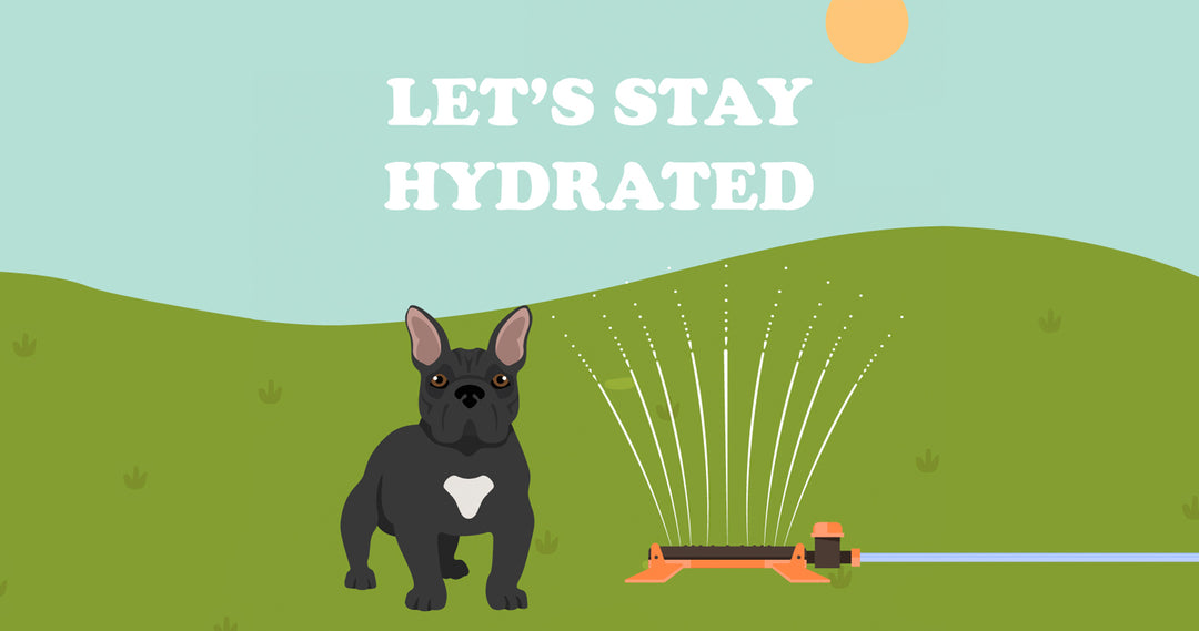 Keeping Your Dog Hydrated – Frenchie Bulldog