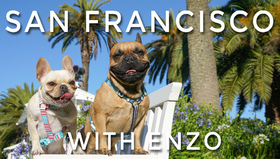 San Francisco with Enzo