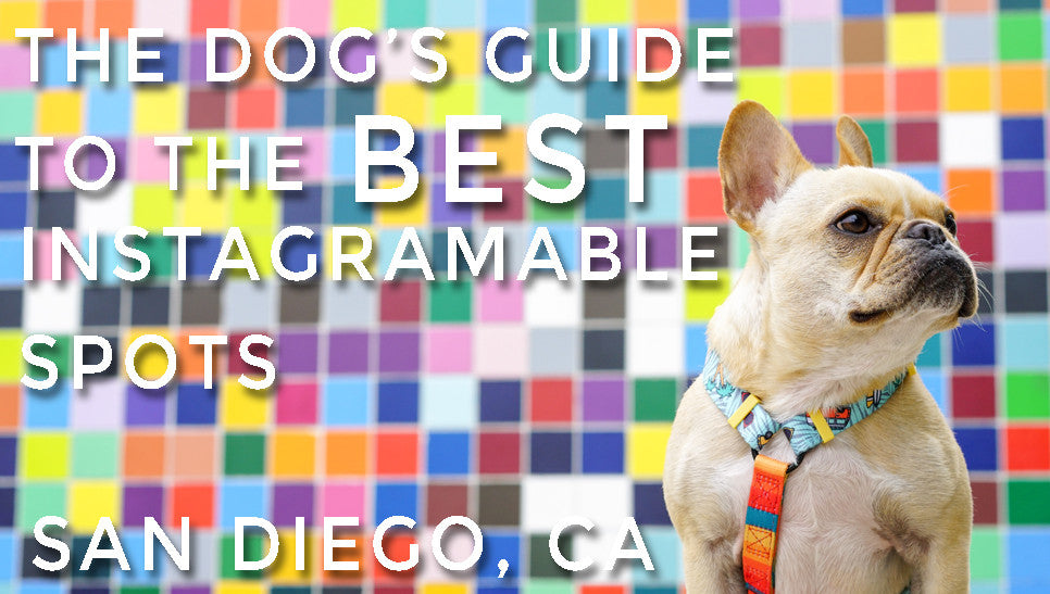 The Dog's Guide to the Best Instagrammable Spots - San Diego, CA