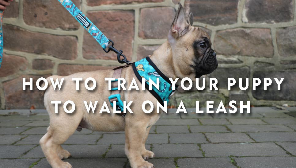 How to Train Your Puppy to Walk on a Leash 🐶