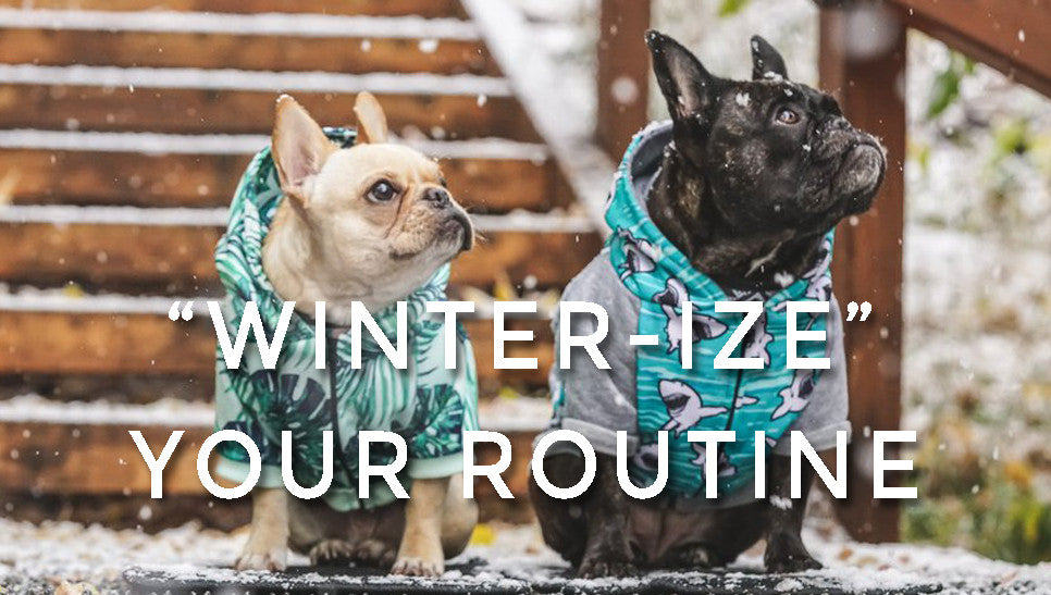 "Winter-ize" Your Dog's Routine