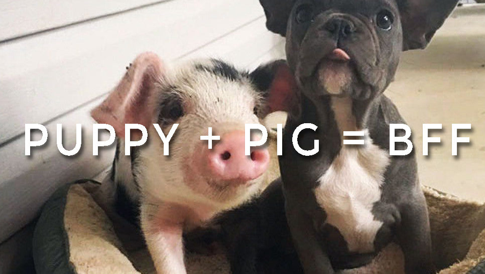 Puppy + Pig = BFF