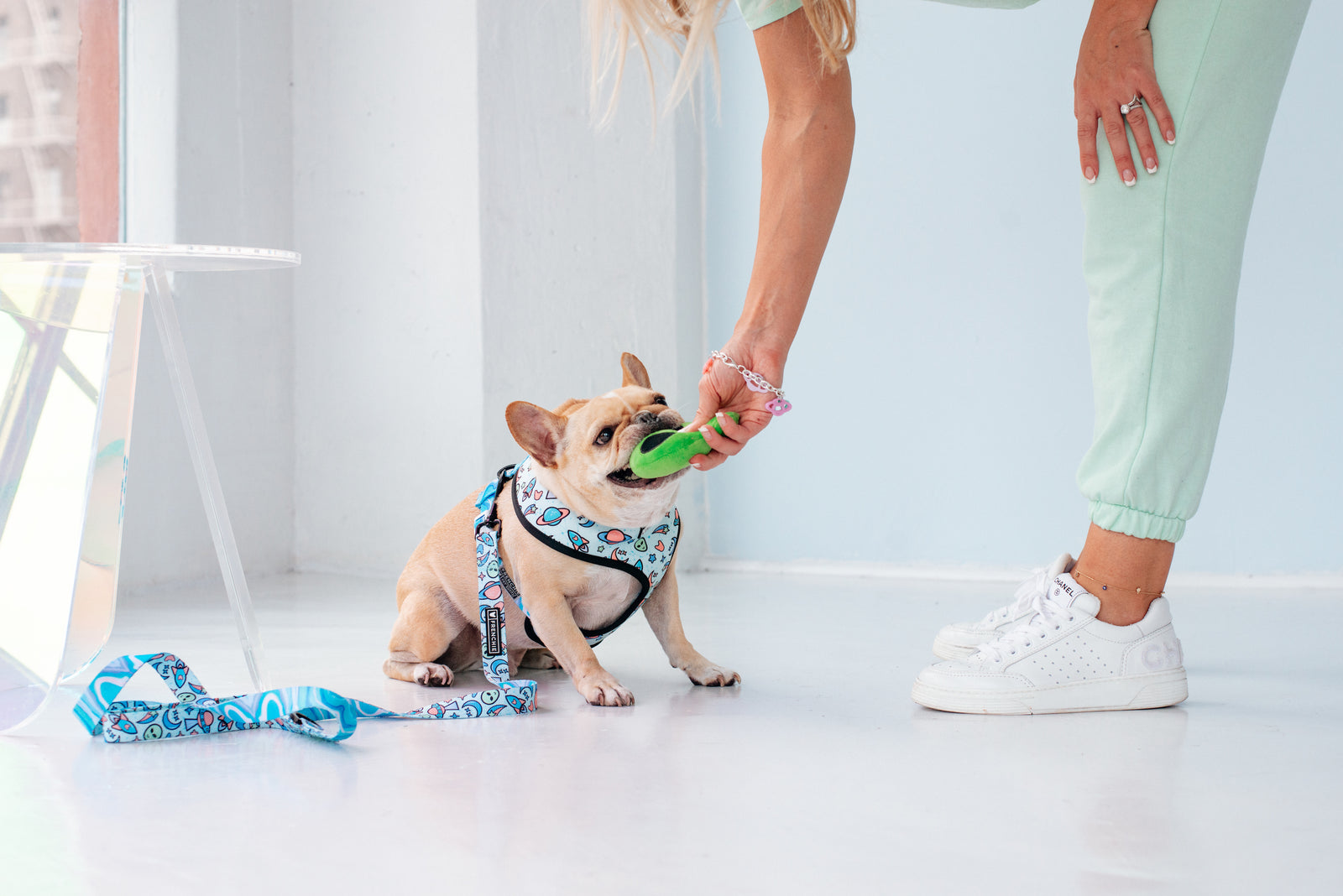 10 DIY Dog Toys: Pet Parenting on a Budget