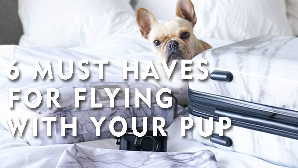 The 6 Must Haves for Flying with your Pup