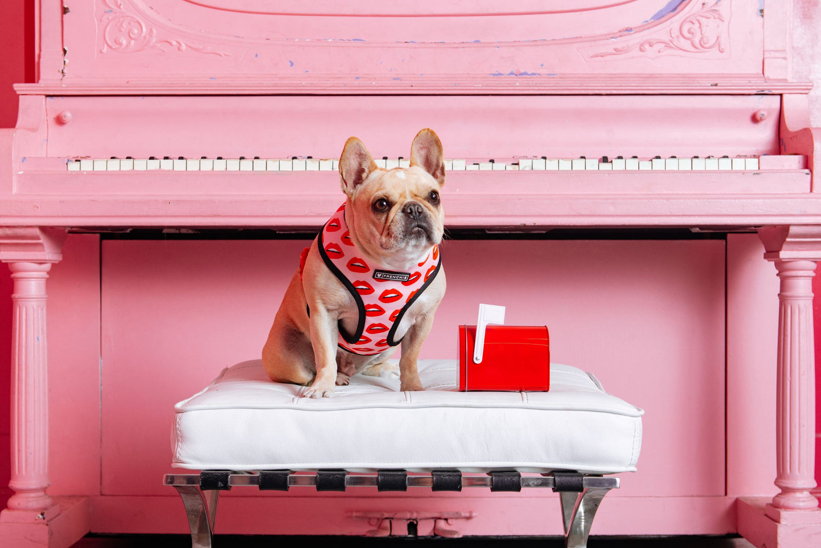 Doggy Date Ideas for Valentine’s Day