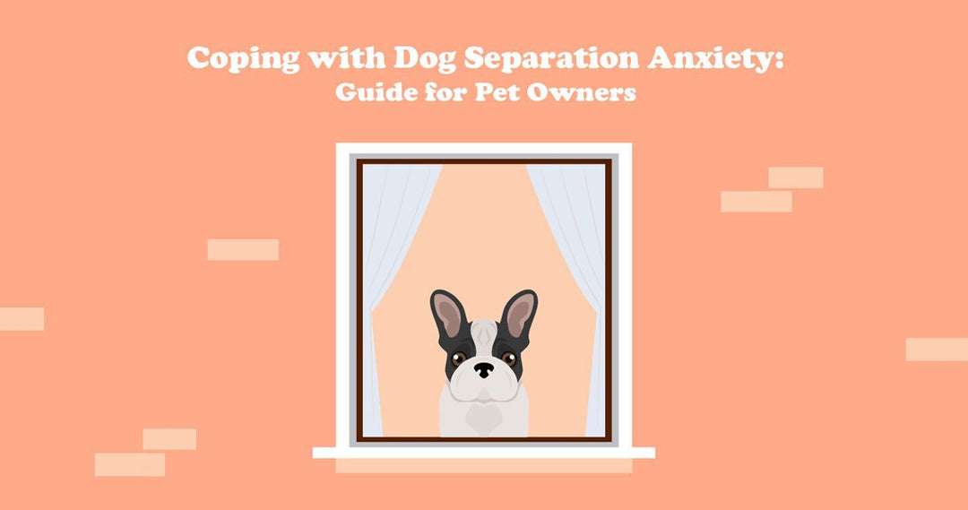 Coping with Dog Separation Anxiety: Guide for Pet Owners