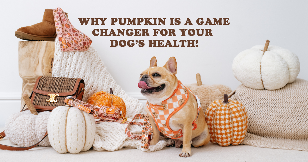 Why Pumpkin is a Game-Changer for Your Dog’s Health