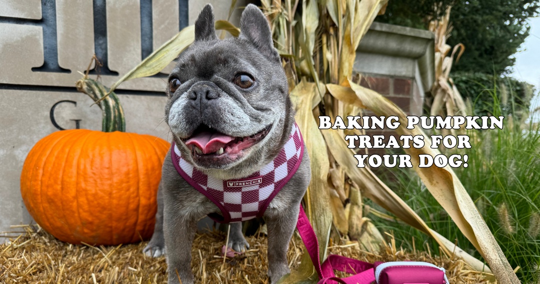 Baking Pumpkin Treats for Your Dogs: A Delicious and Nutritious DIY Guide