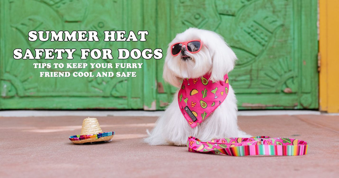 Summer Heat Safety for Dogs: Tips to Keep Your Furry Friend Cool and Safe