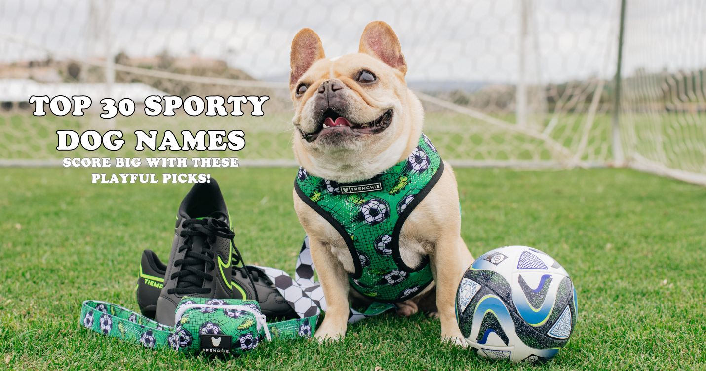 Top 30 Sporty Dog Names: Score Big with These Playful Picks!