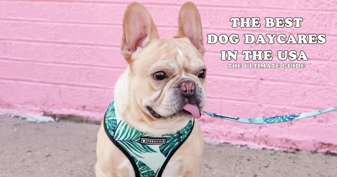 The Best Dog Daycares in the USA