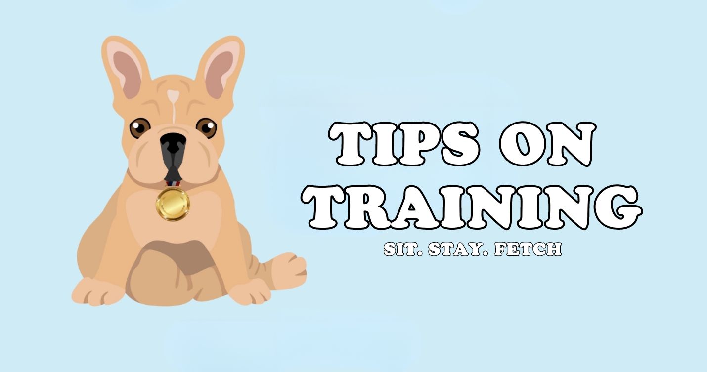 Essential Tips for Training Your Dog