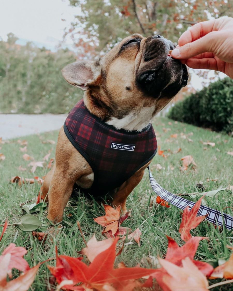 Sit! Stay! Say Cheese! Posing Your Pup For Holiday Photos