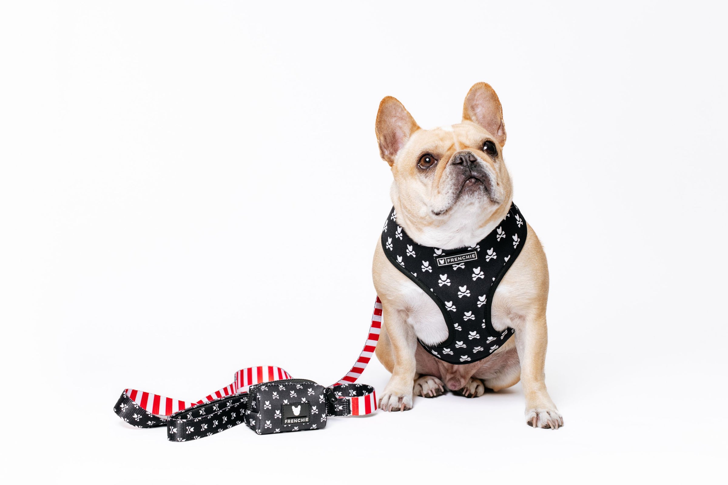 Best Harnesses for French Bulldogs - Frenchie Cute