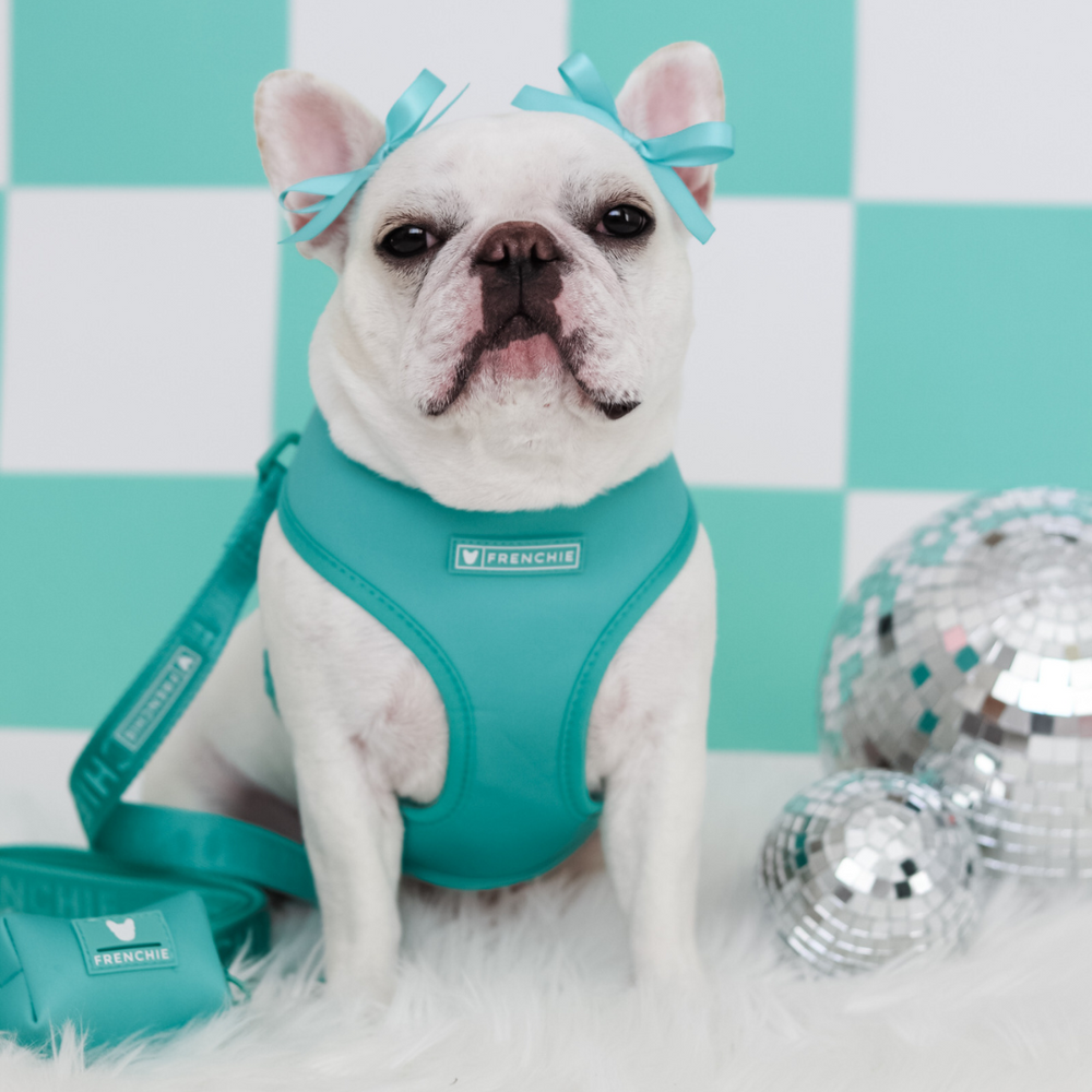 Frenchie Duo Reversible Harness - Aqua