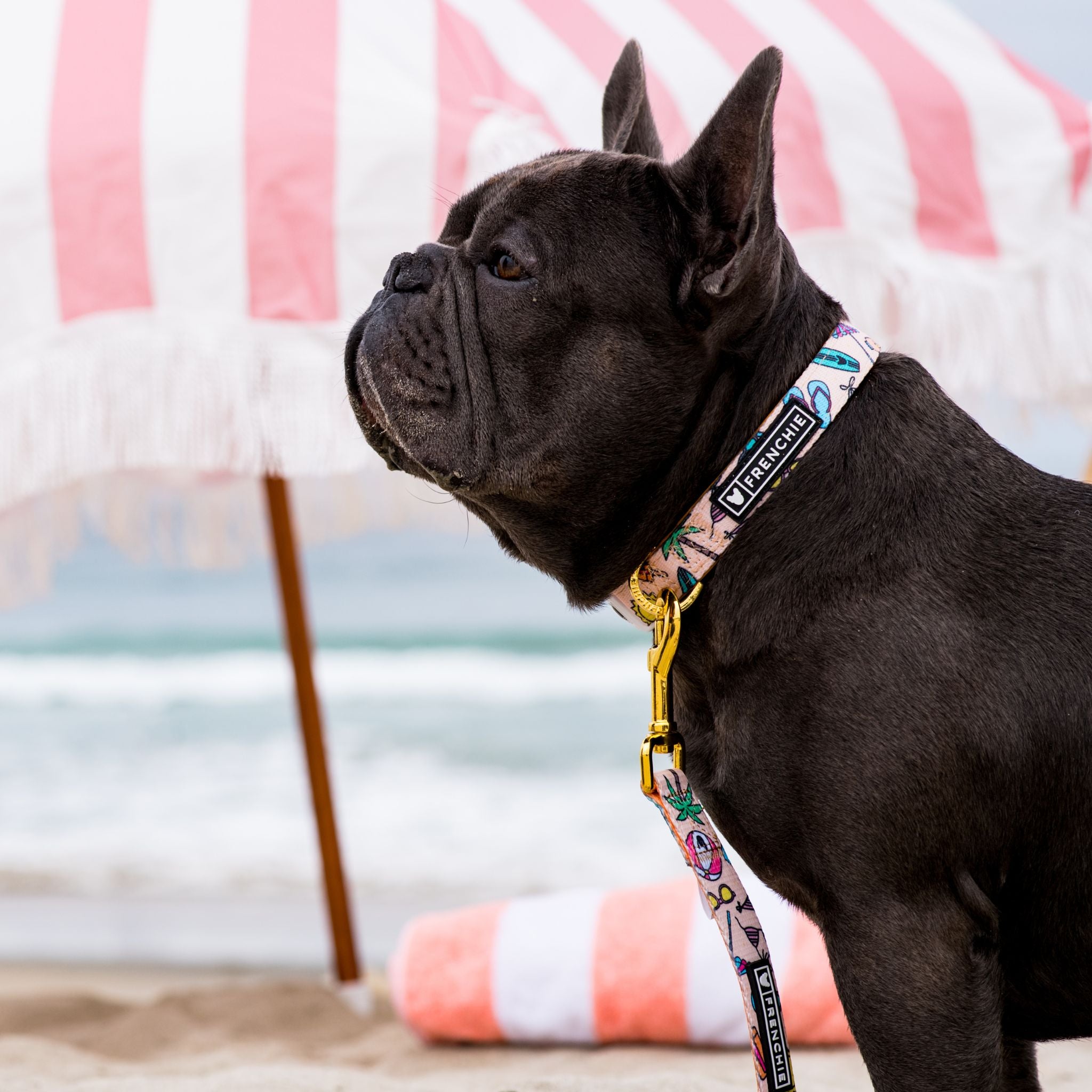 Frenchie Comfort Collar Beach Bum Frenchie Bulldog