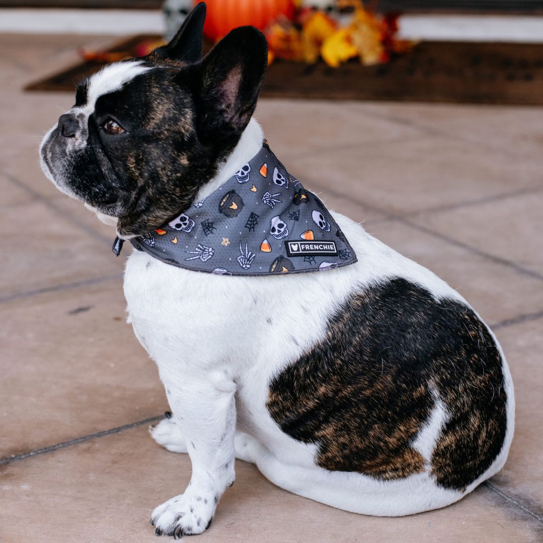 Frenchie Cooling Bandana - Black Magic