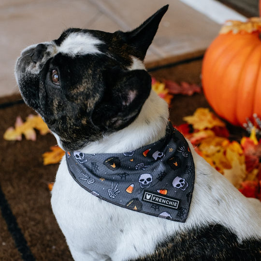 Frenchie Cooling Bandana - Black Magic