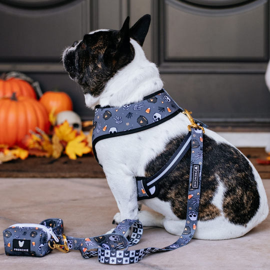 Frenchie Comfort Leash - Black Magic