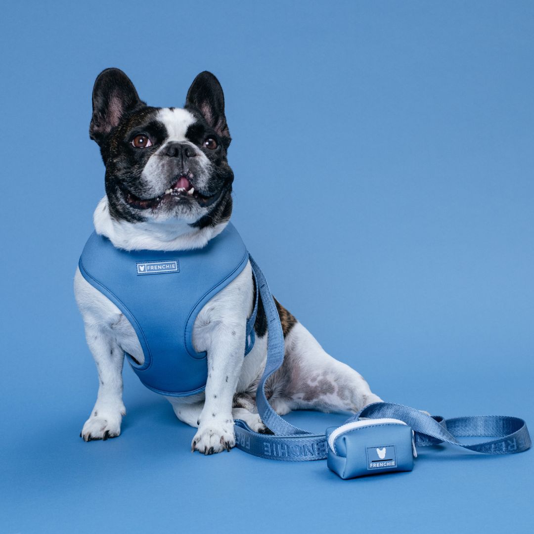 Frenchie Duo Reversible Harness - Blue Steel