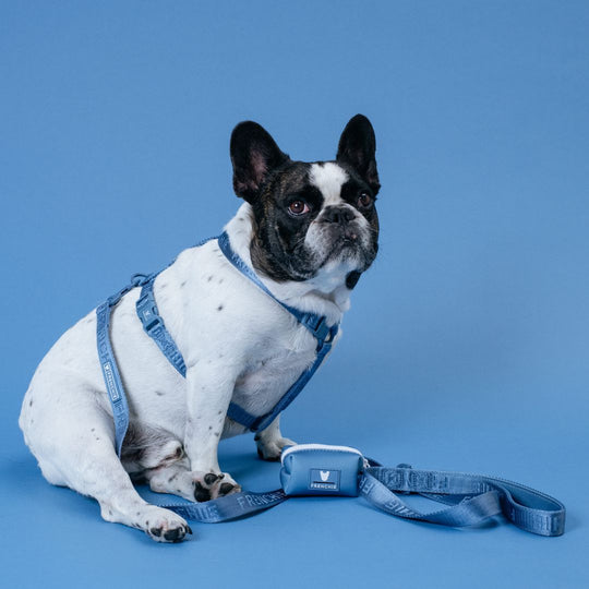 Frenchie Comfort Leash - Blue Steel