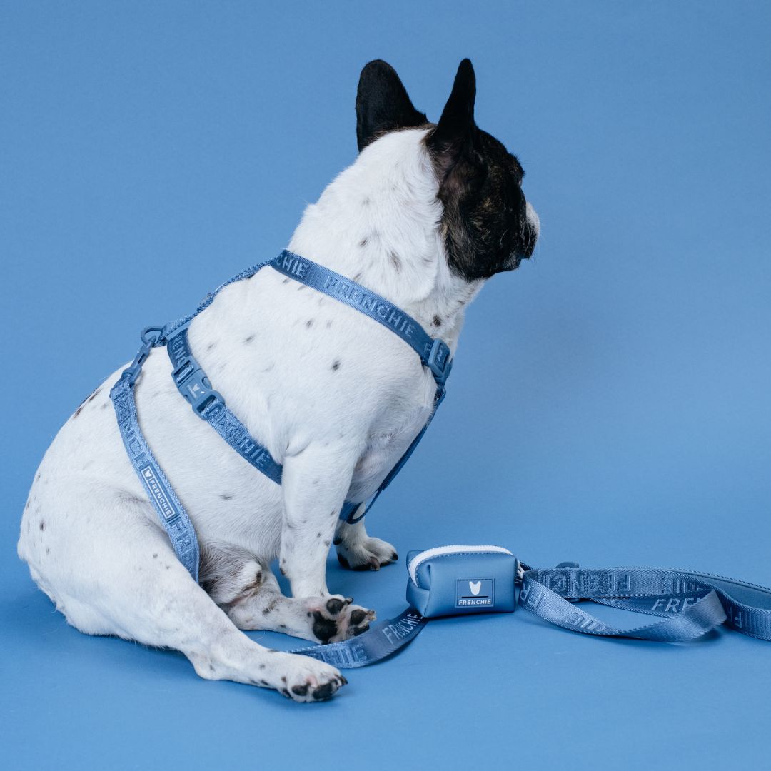 Frenchie Strap Harness - Blue Steel