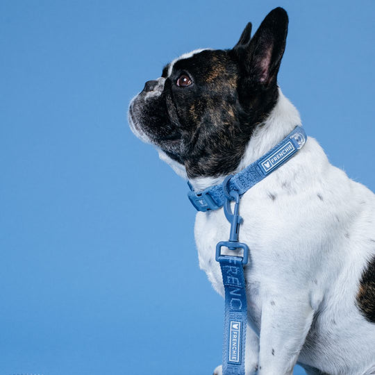 Frenchie Comfort Leash - Blue Steel