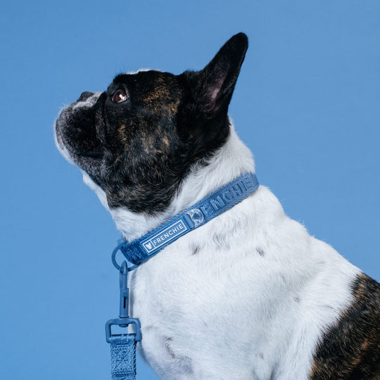 Frenchie Comfort Collar - Blue Steel