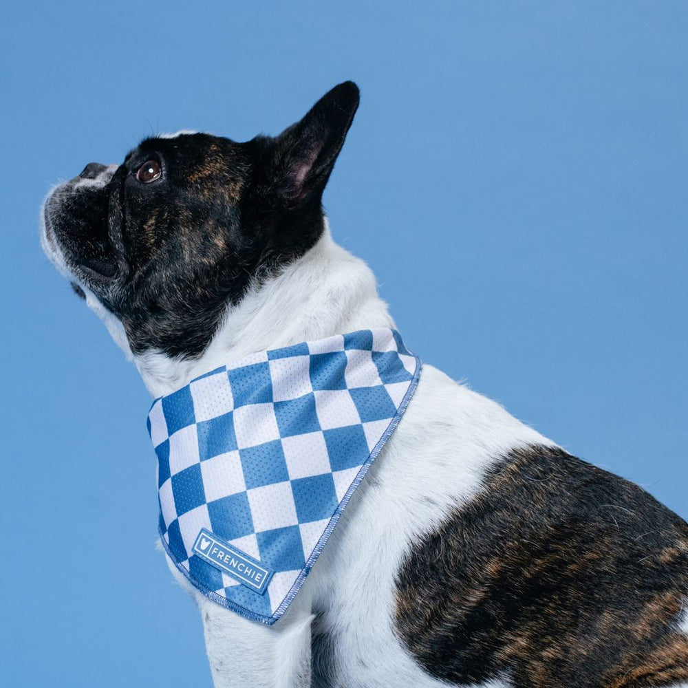 Frenchie Cooling Bandana - Blue Steel