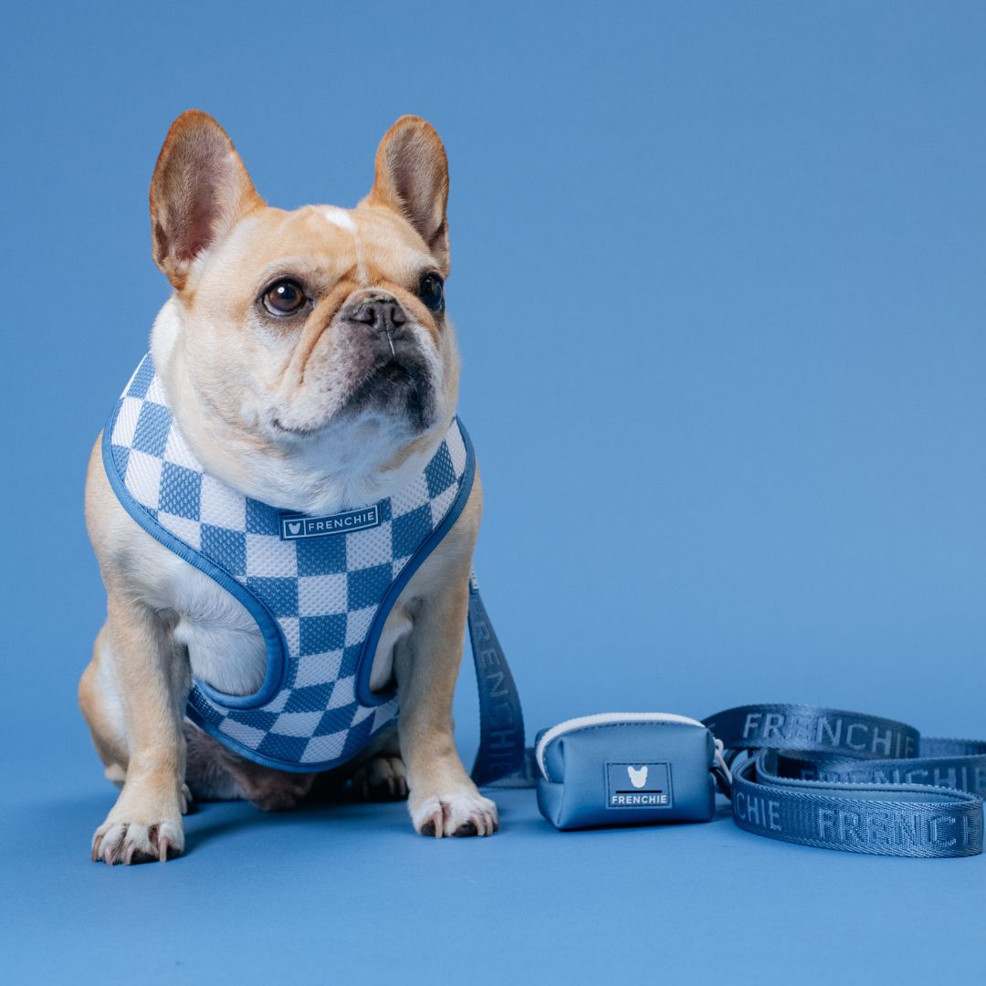 Frenchie Duo Reversible Harness - Blue Steel