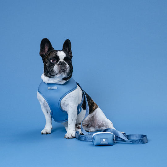 Frenchie Comfort Leash - Blue Steel