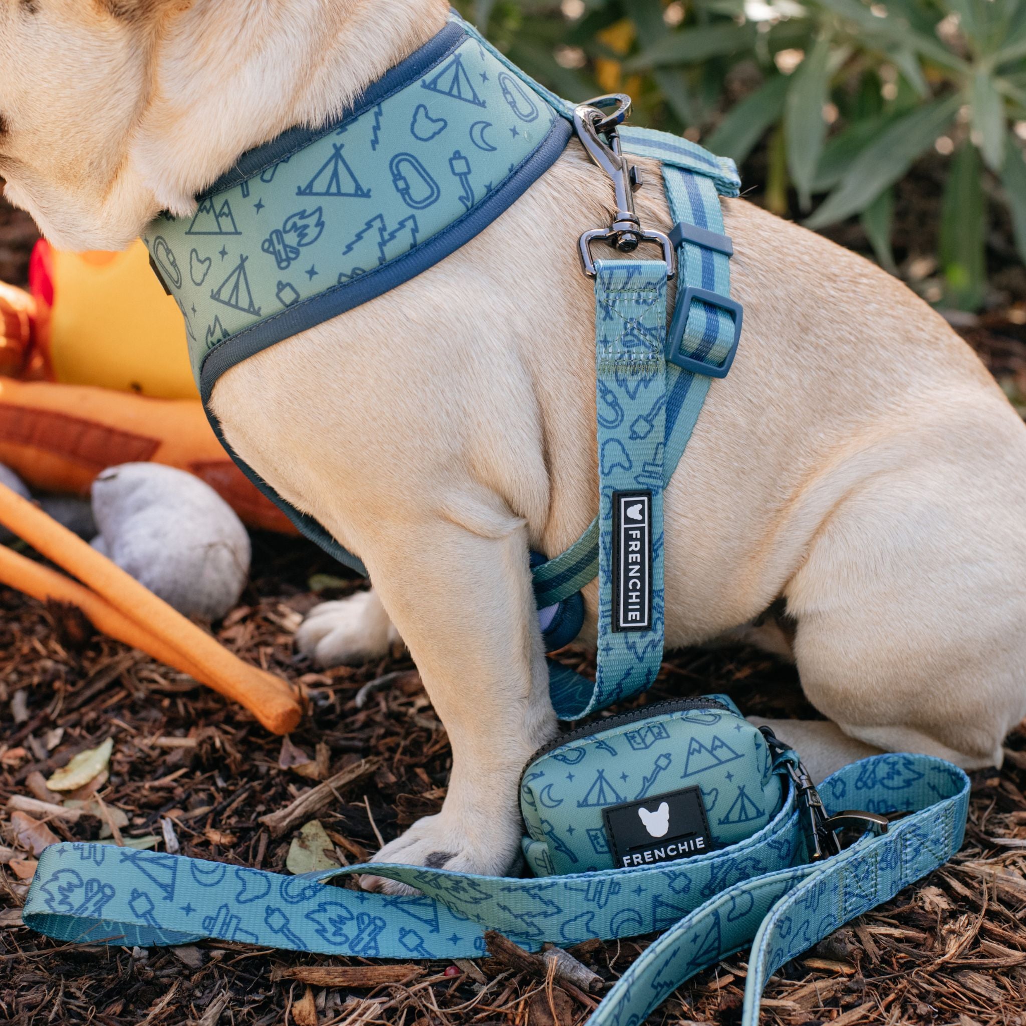 Frenchie leash shop