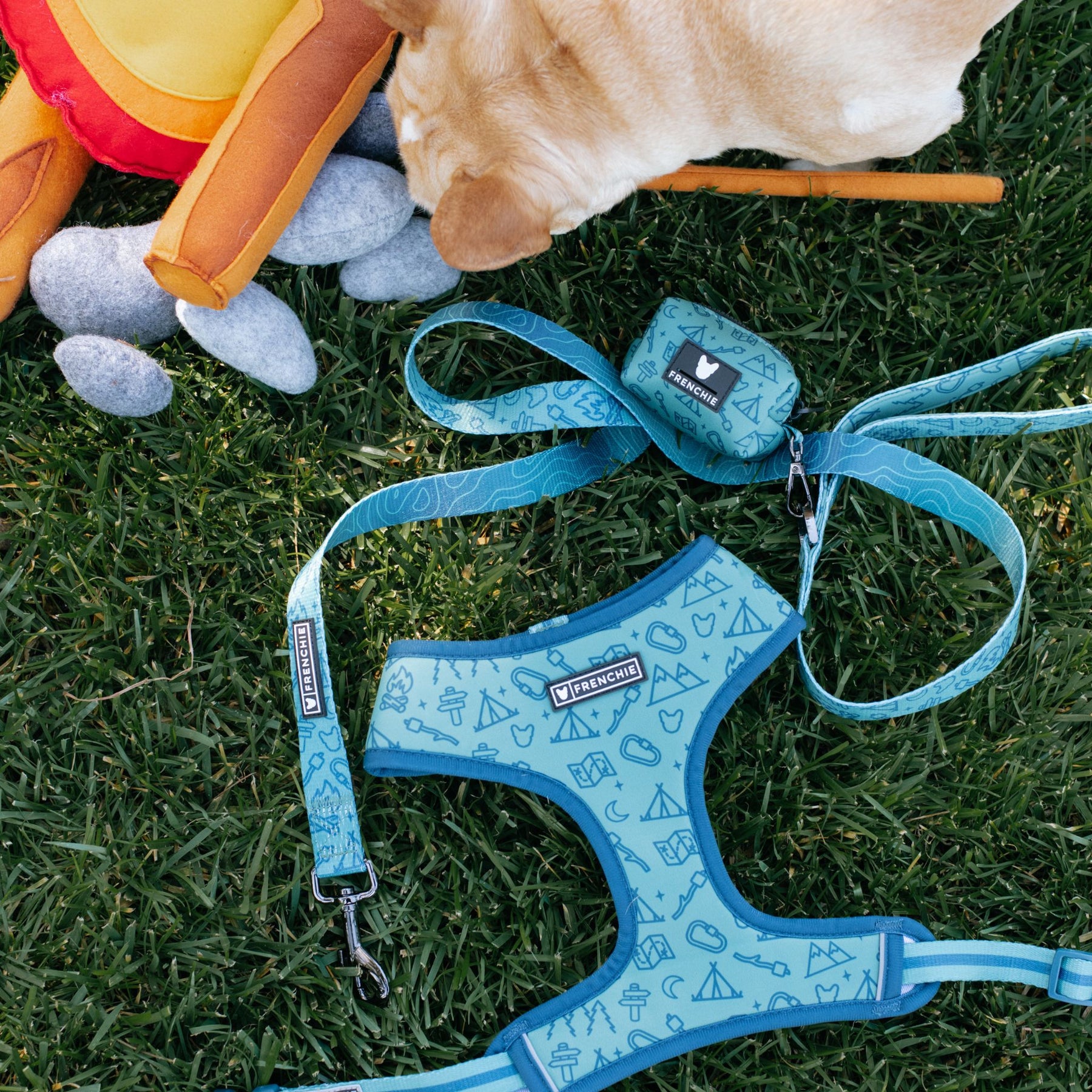 Frenchie Strap Harness - Camp Frenchie | Frenchie Bulldog | French Bulldog Accessories & Apparel