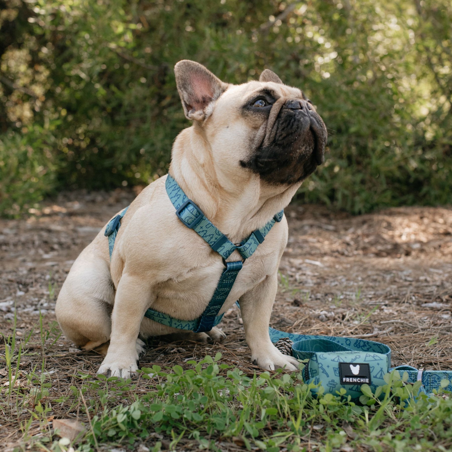 Frenchie Strap Harness - Camp Frenchie | Frenchie Bulldog | French Bulldog Accessories & Apparel