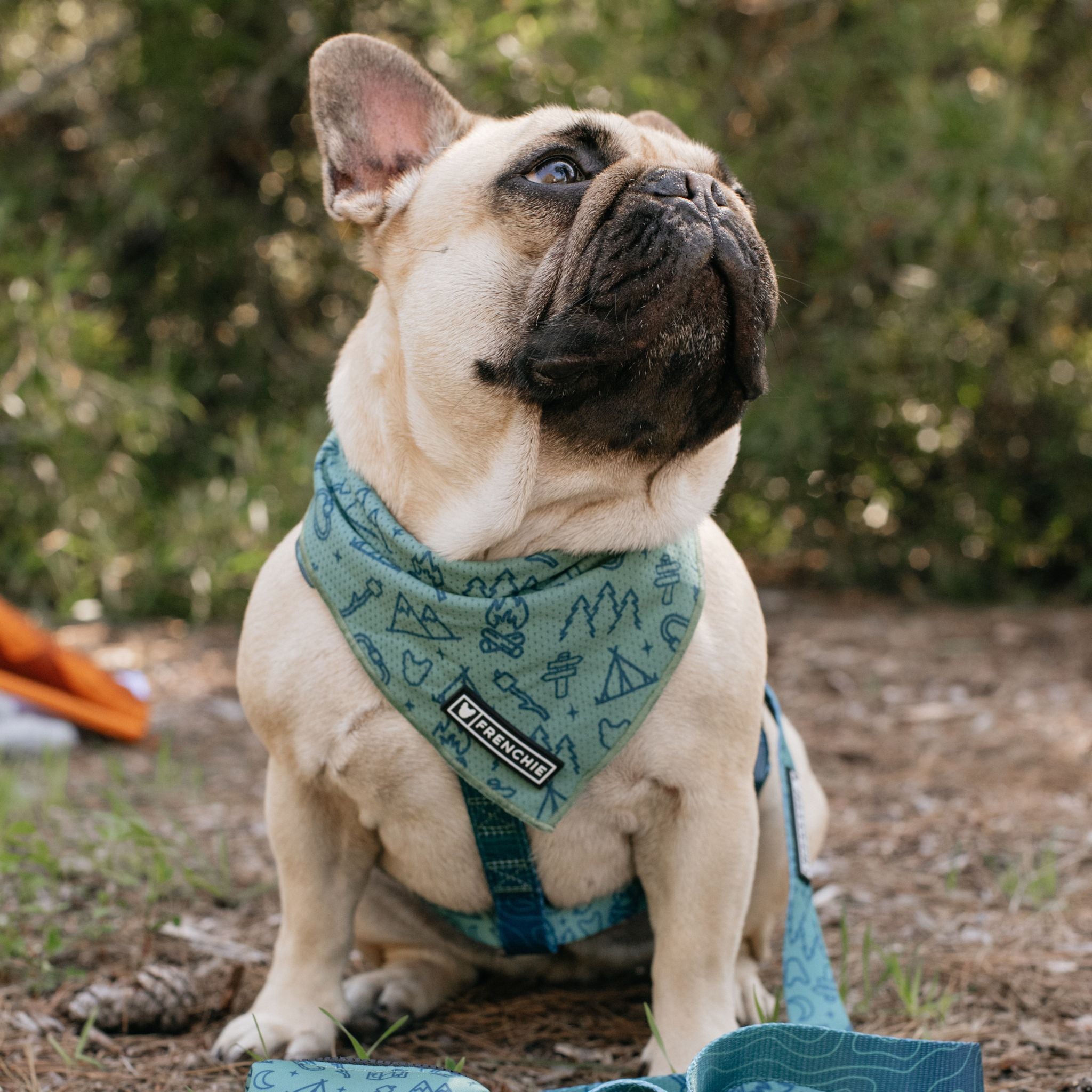 Frenchie Cooling Bandana Camp Frenchie Frenchie Bulldog