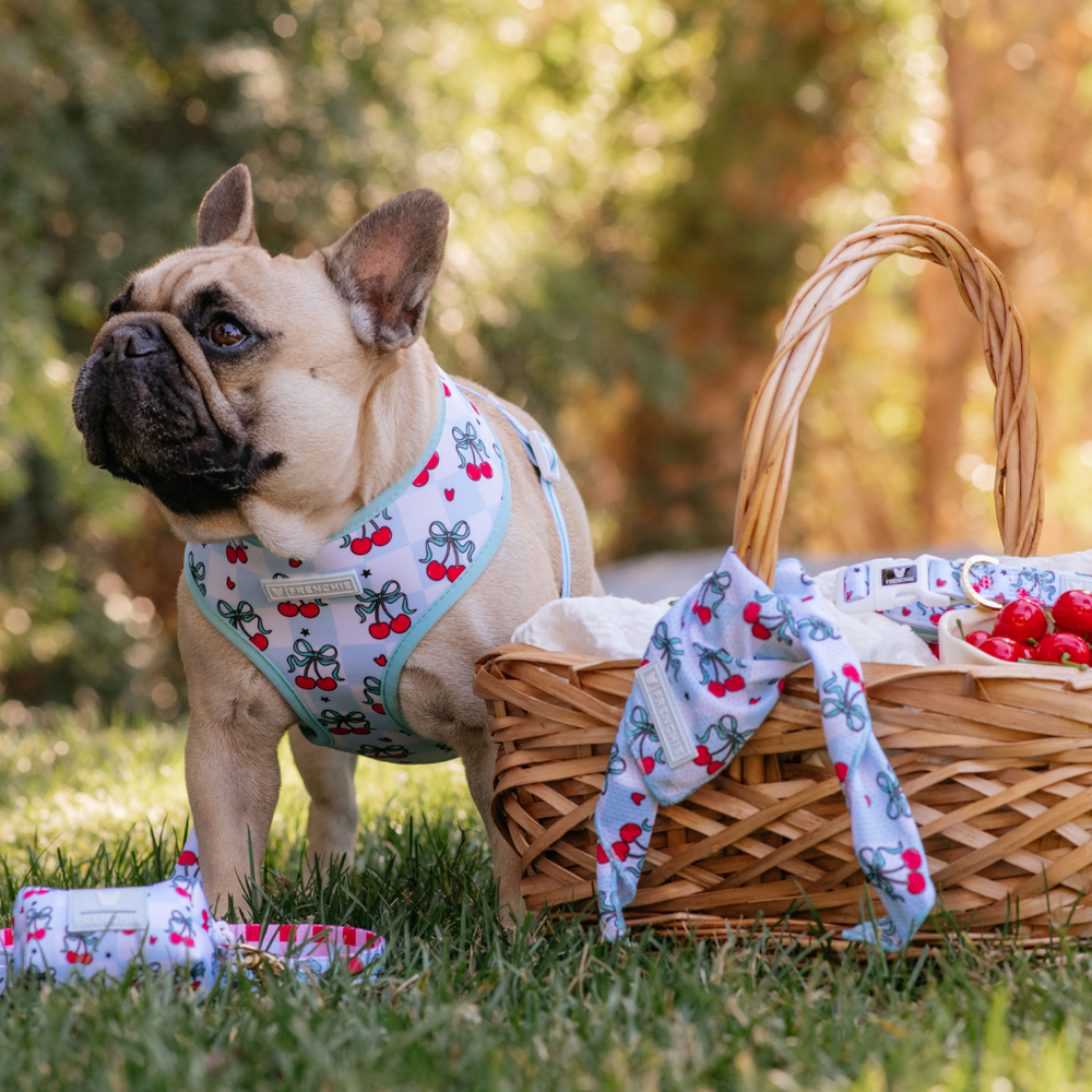 Frenchie Duo Reversible Harness - Cherries Blue