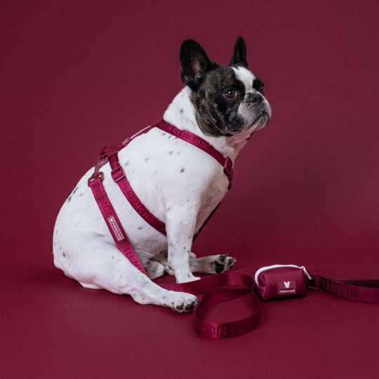 Frenchie Strap Harness - Ruby