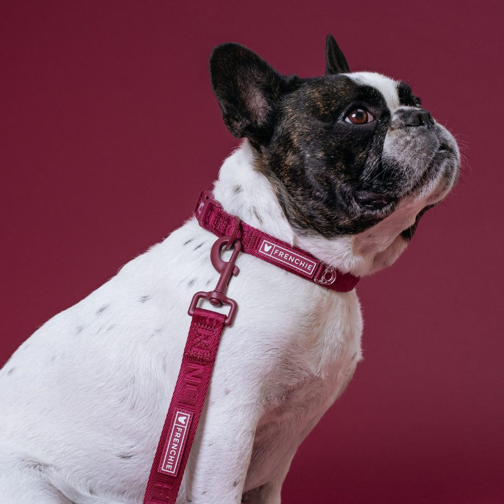 Frenchie Comfort Collar - Ruby