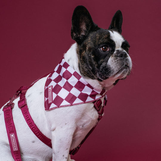 Frenchie Strap Harness - Ruby