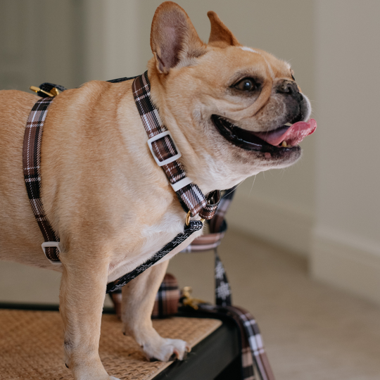 Frenchie Strap Harness - Cocoa Plaid